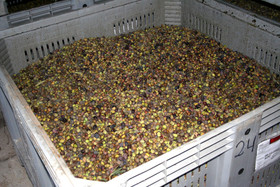 Olice : de la cueillette à la fabrication de l'huile