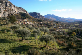 Olive : de la cueillette à la fabrication de l'huile