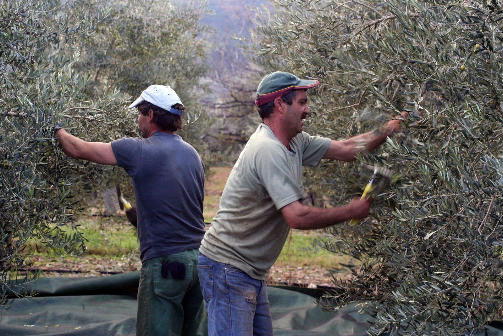 Olives : de la cueillette à la fabrication de l'huile