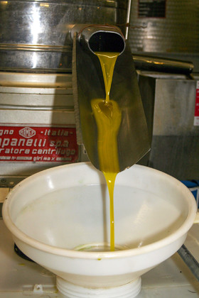 Olice : de la cueillette à la fabrication de l'huile