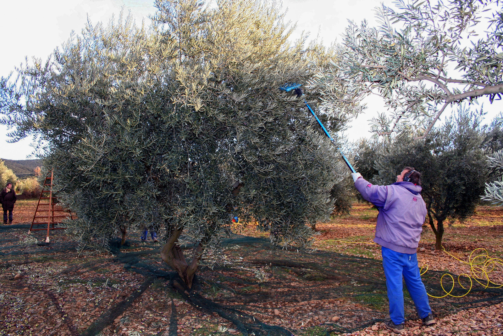Olives : de la cueillette à la fabrication de l'huile