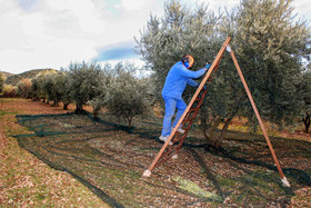 Olives : de la cueillette à la fabrication de l'huile