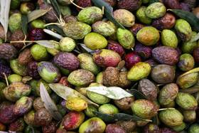 Olives : de la cueillette à la fabrication de l'huile