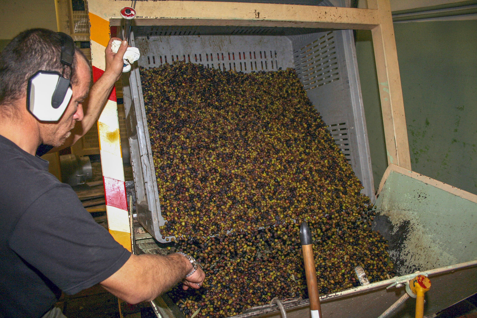 Olice : de la cueillette à la fabrication de l'huile