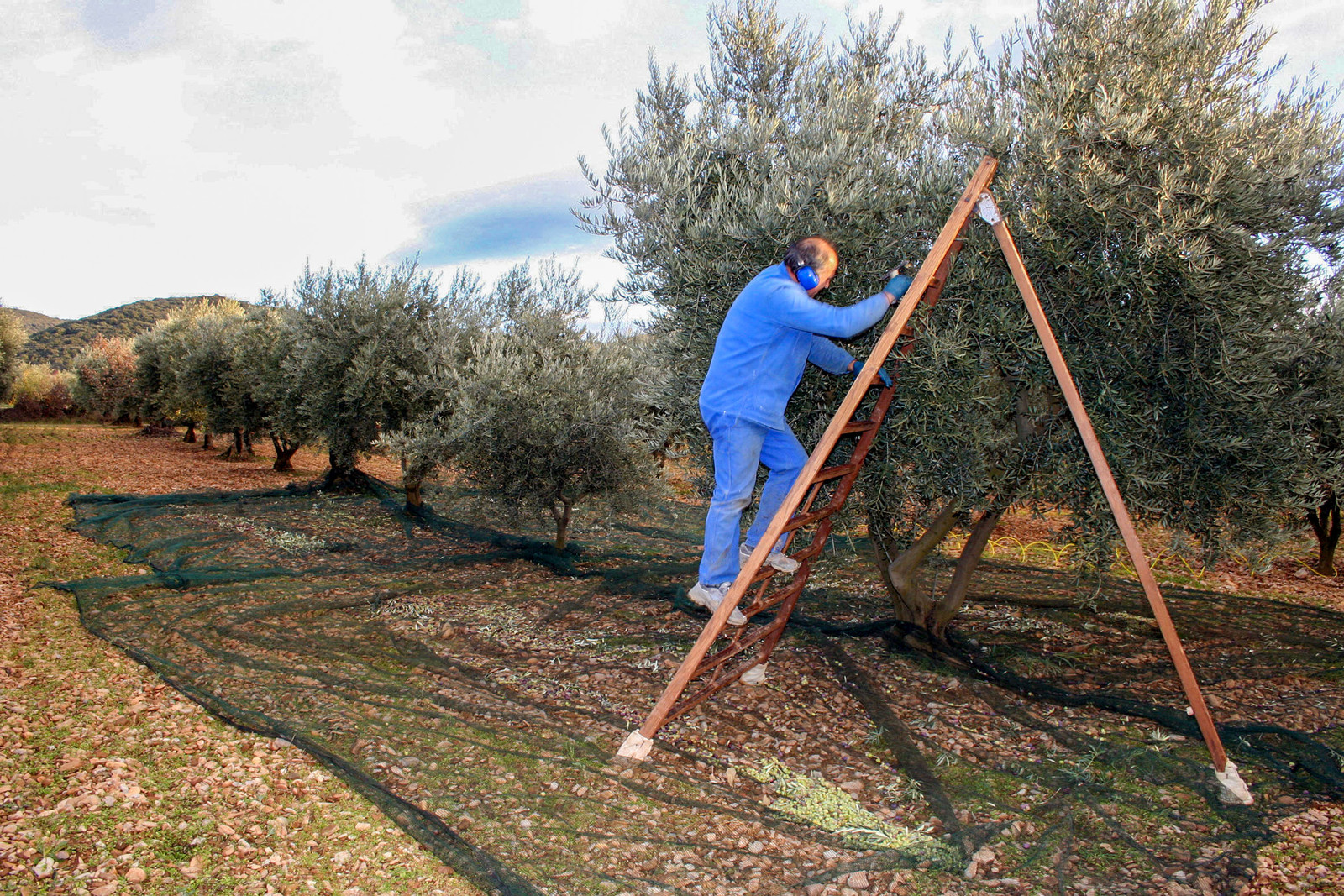 Olives : de la cueillette à la fabrication de l'huile