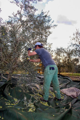 Olives : de la cueillette à la fabrication de l'huile