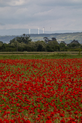 FIELDS OF POPPIES IN THE DROME