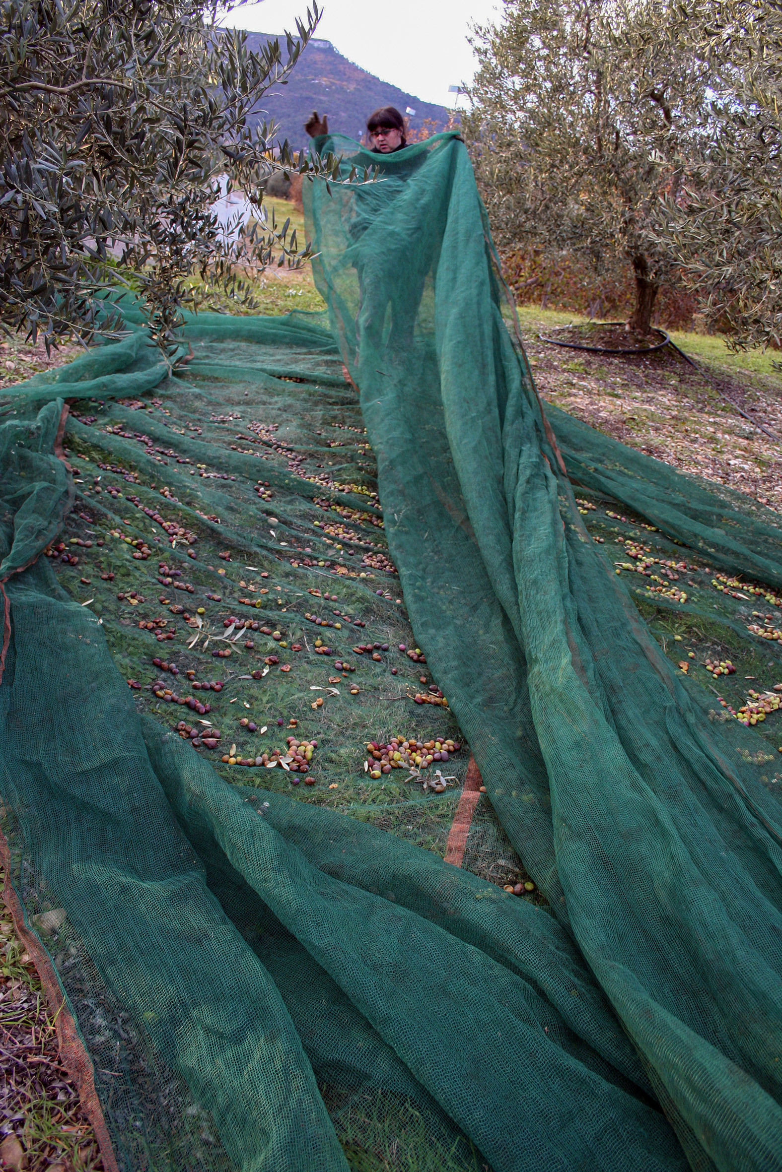 Olives : de la cueillette à la fabrication de l'huile