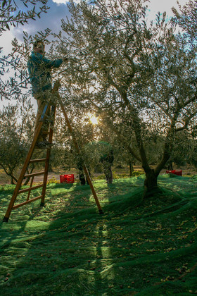 Olives : de la cueillette à la fabrication de l'huile