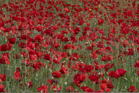 FIELDS OF POPPIES IN THE DROME