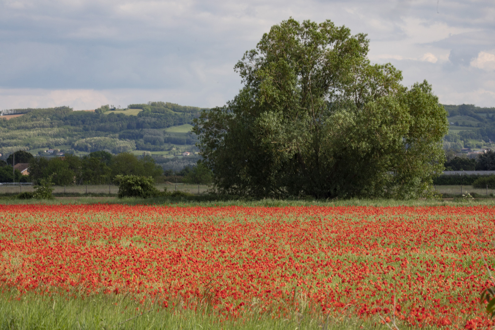FIELDS OF POPPIES IN THE DROME