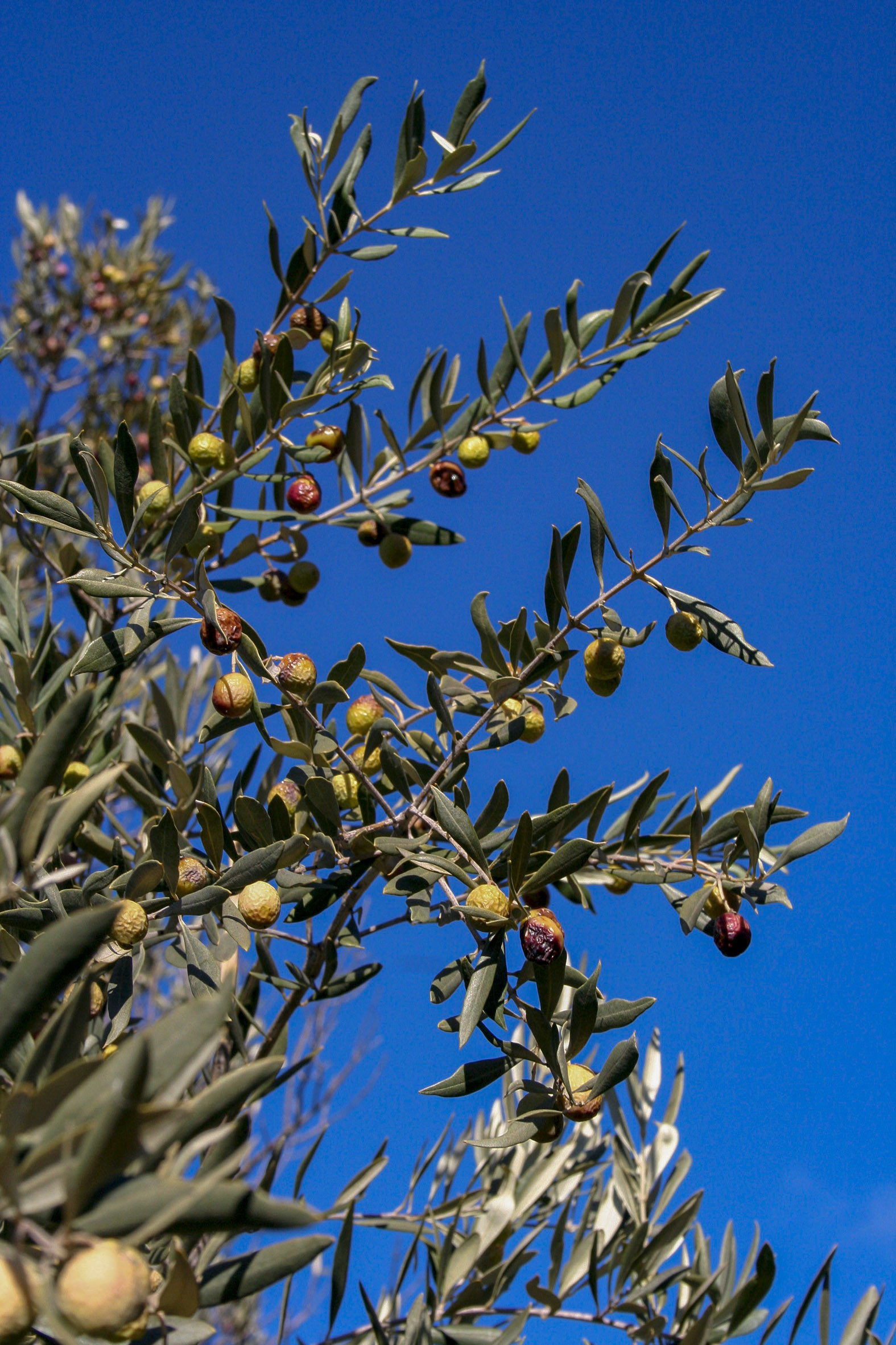 Olives : de la cueillette à la fabrication de l'huile