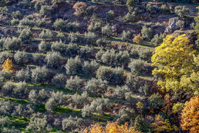 Olice : de la cueillette à la fabrication de l'huile