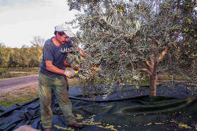 Olives : de la cueillette à la fabrication de l'huile