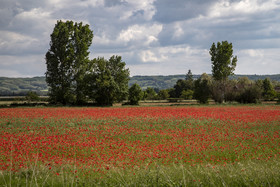 FIELDS OF POPPIES IN THE DROME