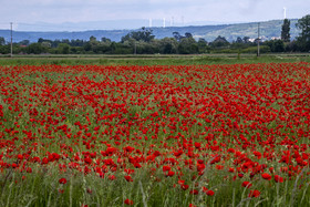 FIELDS OF POPPIES IN THE DROME