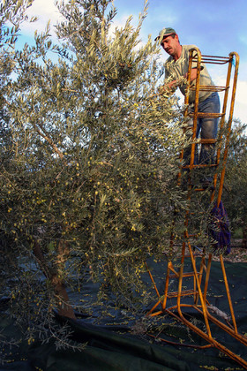 Olives : de la cueillette à la fabrication de l'huile