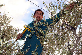 Olives : de la cueillette à la fabrication de l'huile