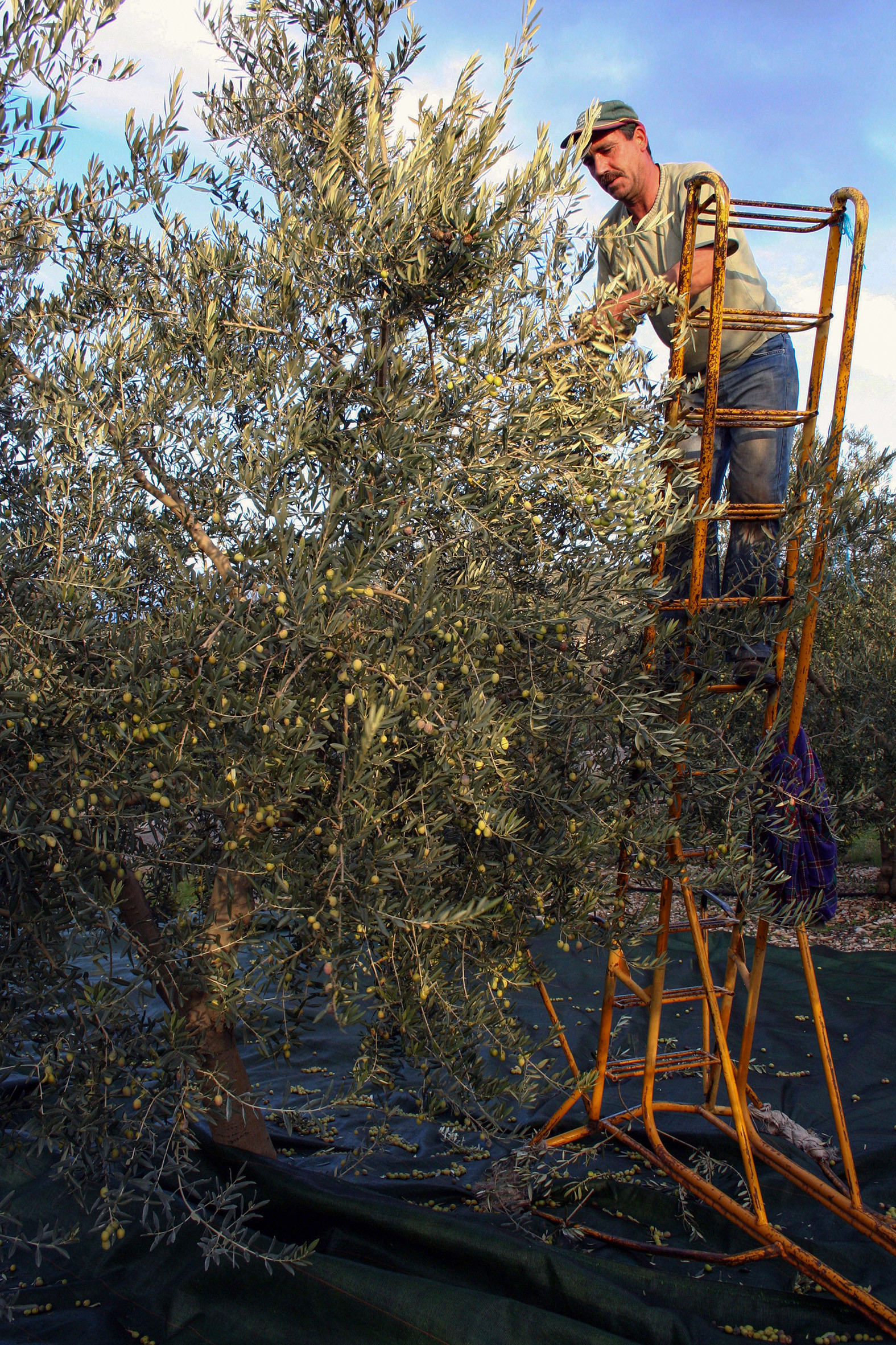 Olives : de la cueillette à la fabrication de l'huile
