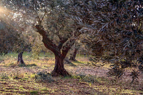 Olice : de la cueillette à la fabrication de l'huile