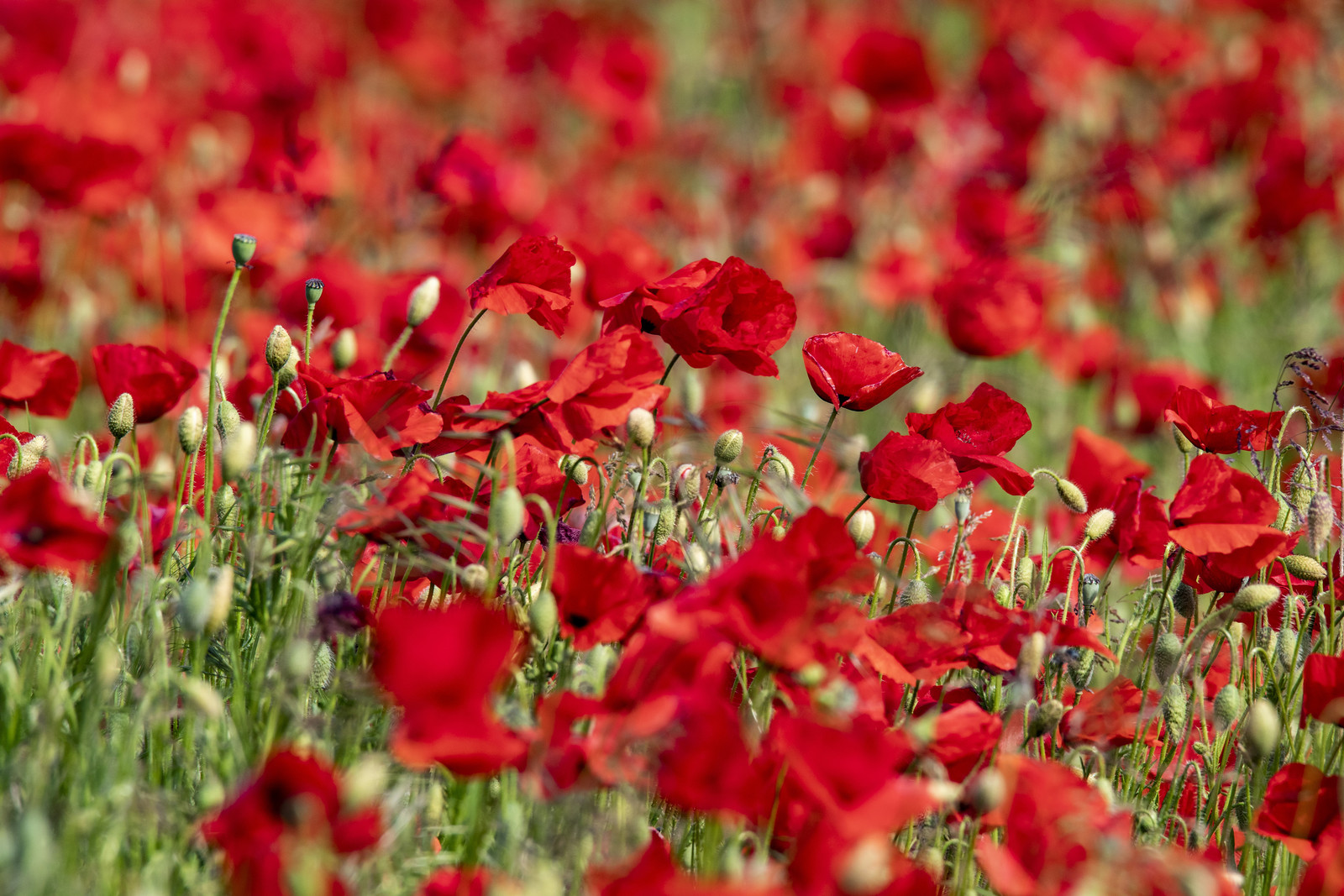 FIELDS OF POPPIES IN THE DROME