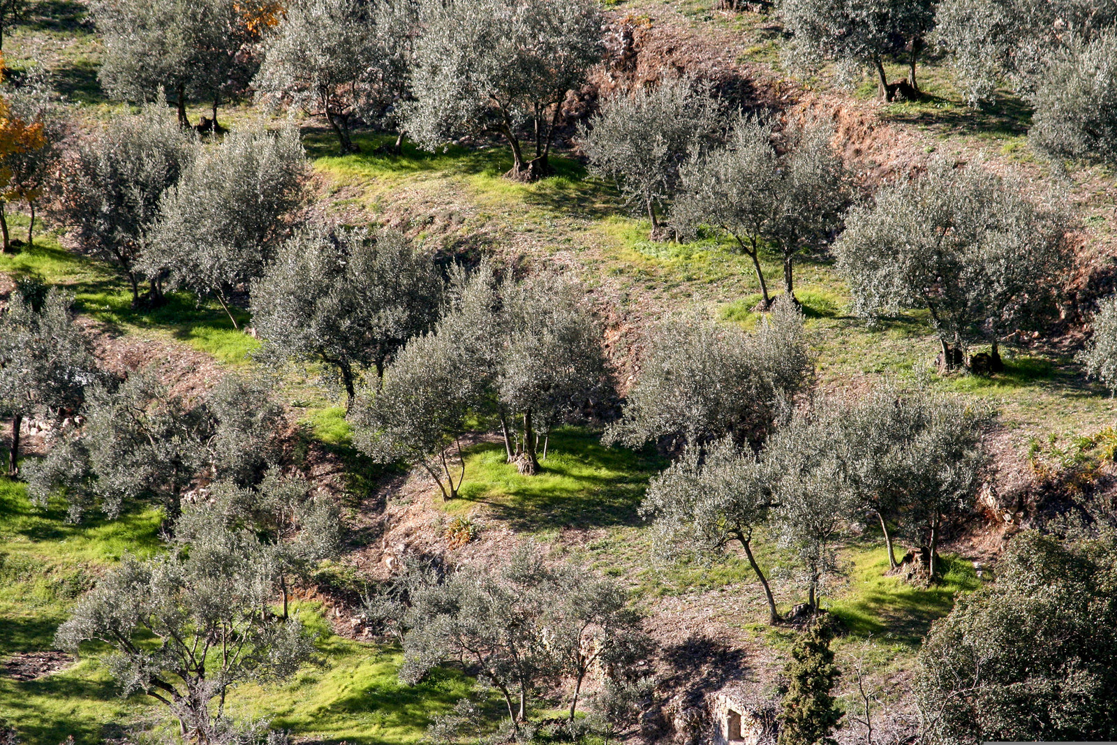 Olive : de la cueillette à la fabrication de l'huile