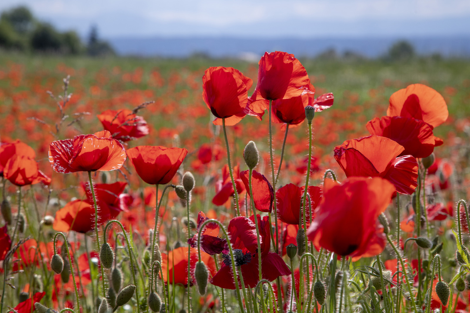 FIELDS OF POPPIES IN THE DROME
