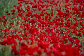 FIELDS OF POPPIES IN THE DROME