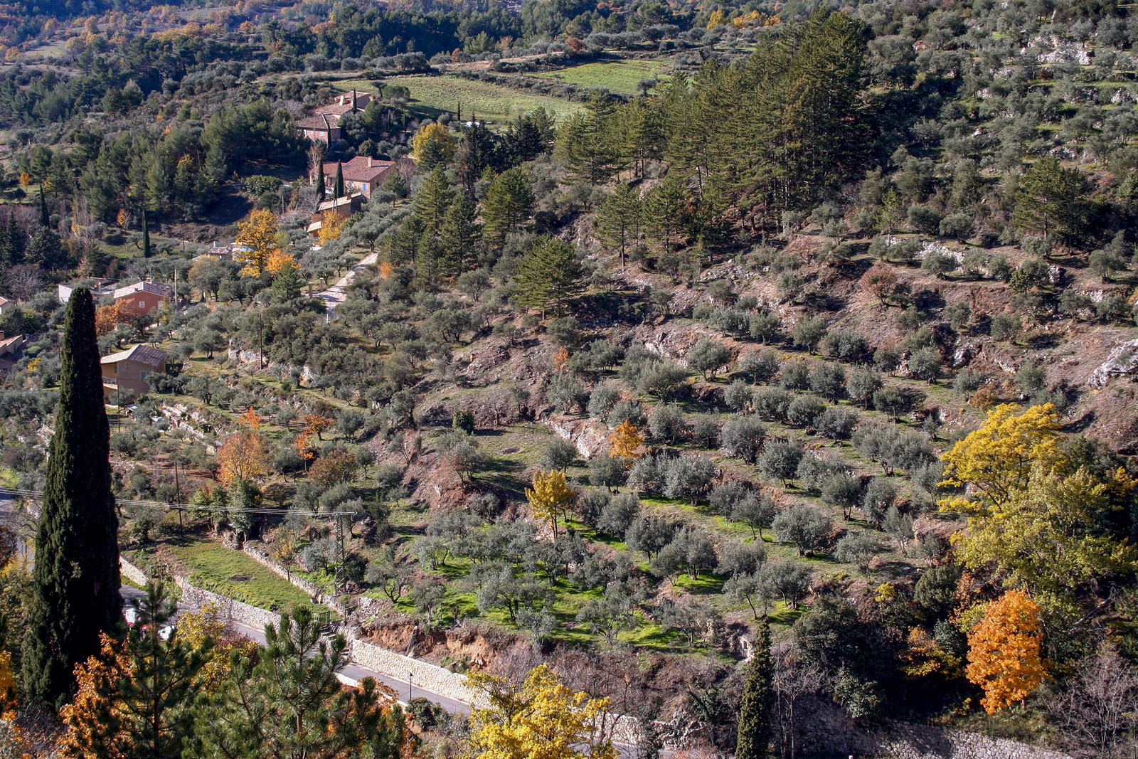 Olive : de la cueillette à la fabrication de l'huile