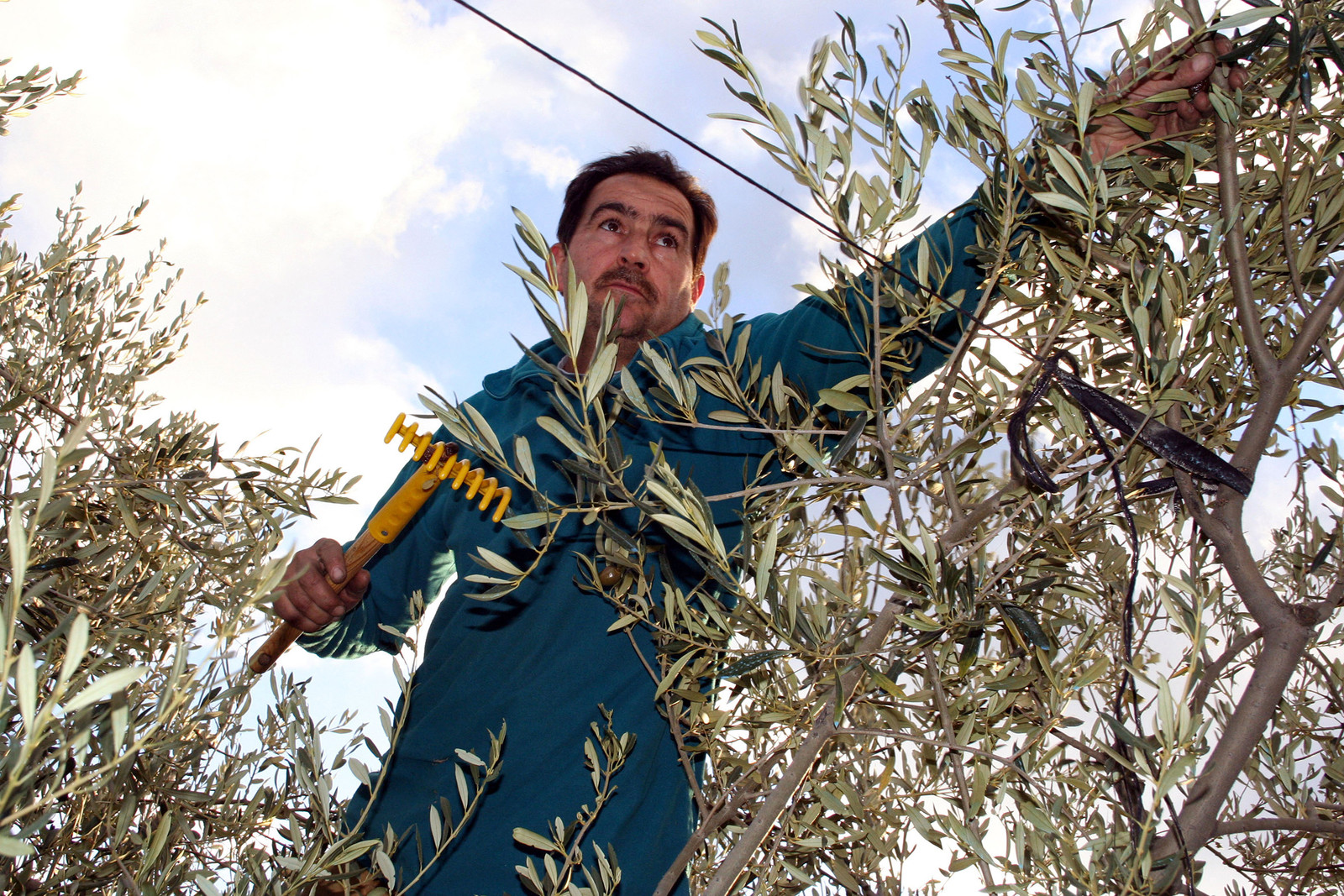Olives : de la cueillette à la fabrication de l'huile