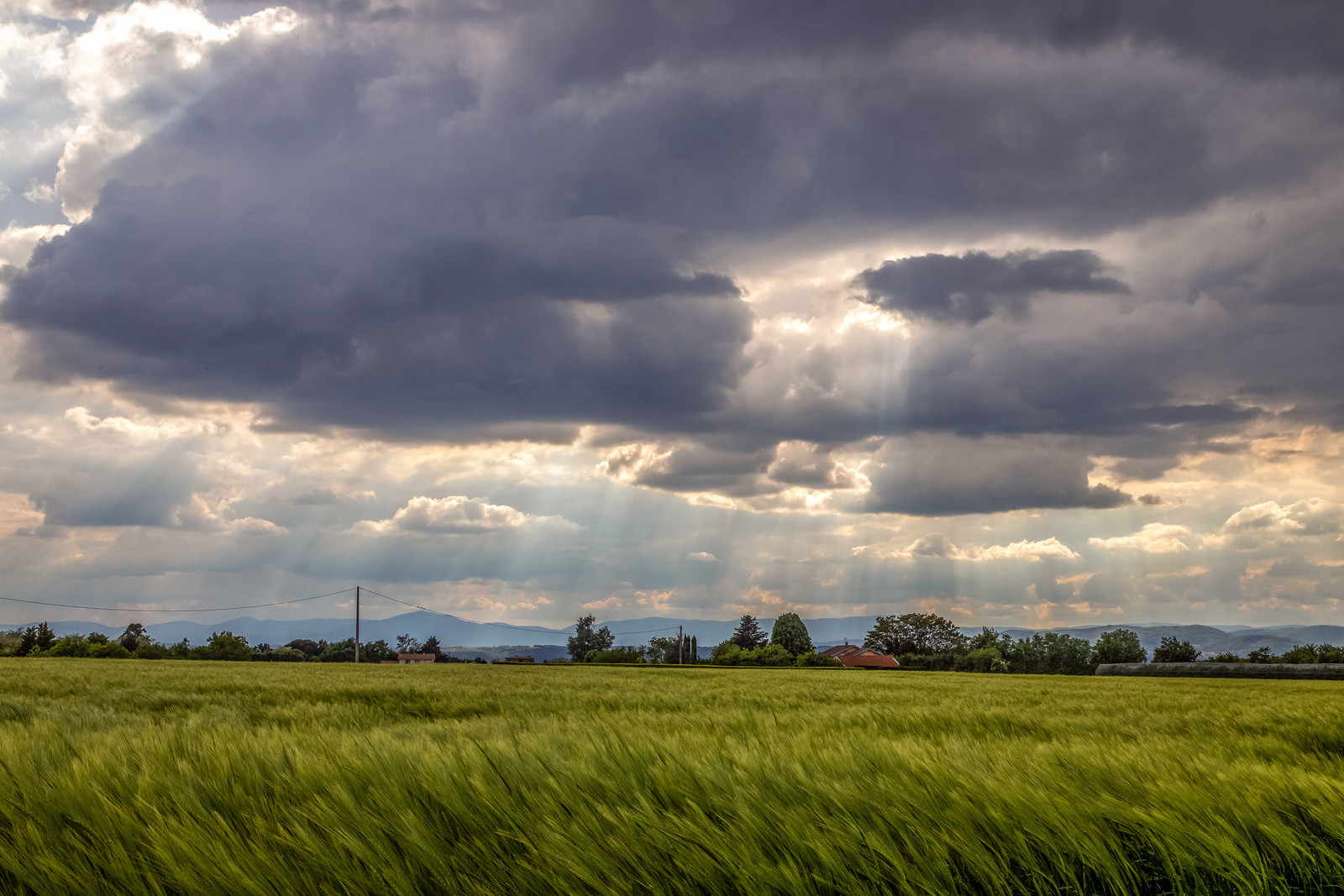 France, Epinouze, 2022 05 14. Au detour d un virage sur la commune d Epinouze, dans le Nord de la Drome, decouverte d un champs recouvert de coquelicots.