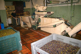 Olice : de la cueillette à la fabrication de l'huile