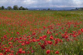 FIELDS OF POPPIES IN THE DROME