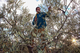 Olives : de la cueillette à la fabrication de l'huile