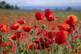 FIELDS OF POPPIES IN THE DROME